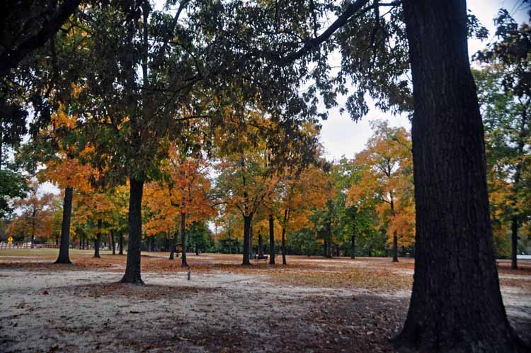 fall foliage